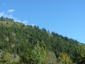 Naturstudie Bäume am Berghang