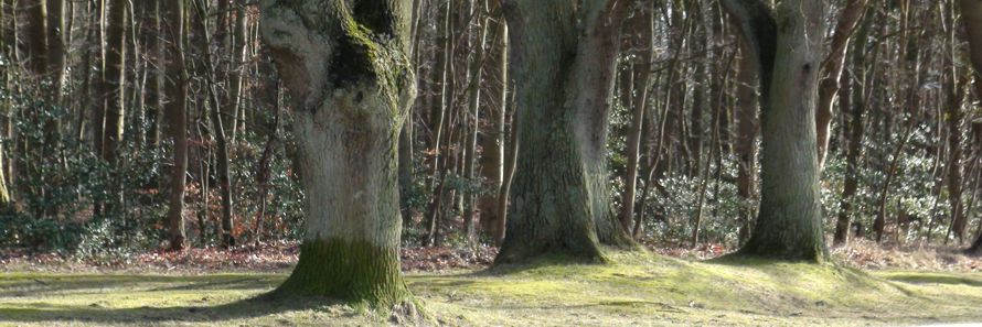 Live-Kurs „Baumgruppen“ März 2016 Ahrenshoop