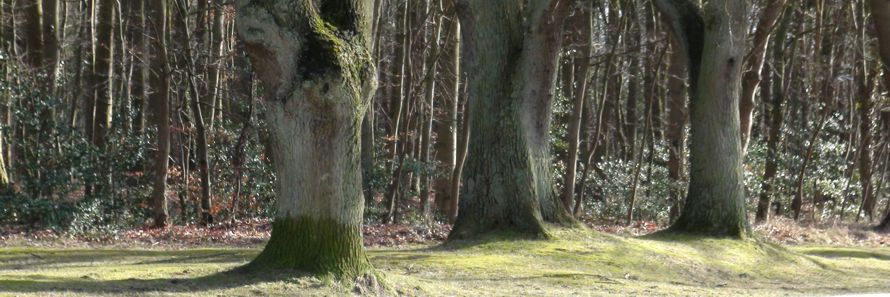 Live-Kurs “Baumgruppen” März 2016 Ahrenshoop