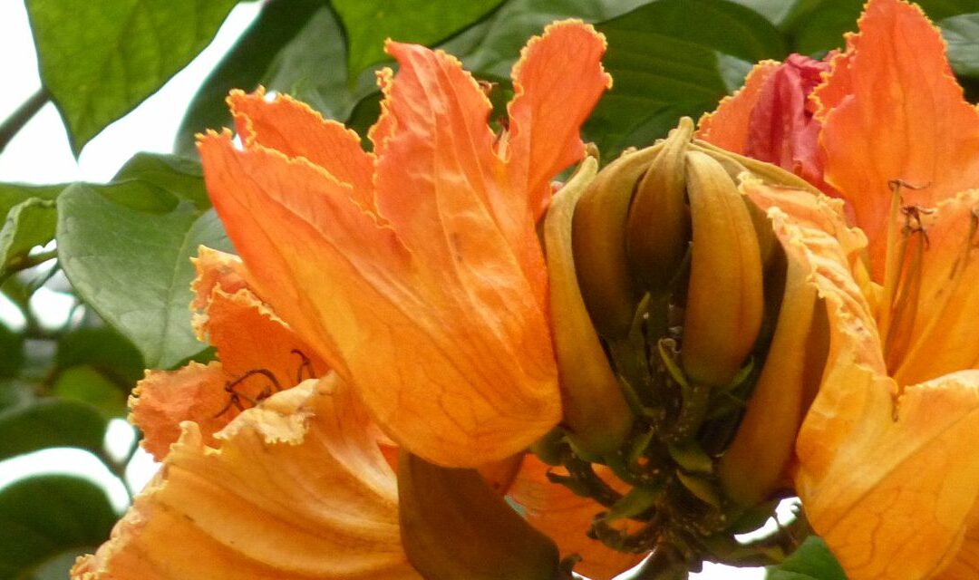Blüten am afrikanischen Tulpenbaum